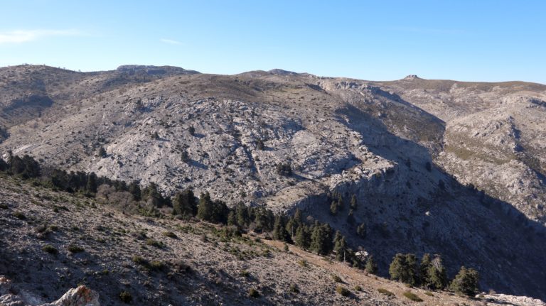 Zwischen den Bäumen geht es hinunter in das Tal Cañada Froncaire, dann unter der Felskante entlang und den Graben rechts im Bild hinauf, so die Theorie.