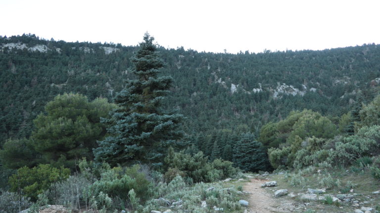 Igeltannenwald in der Nordflanke des Cerro del Chaparral