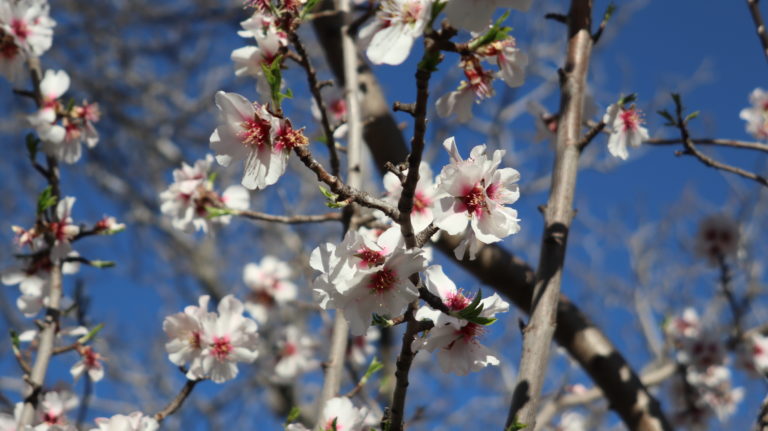 Mandelblüten an der Ermita de las Santas