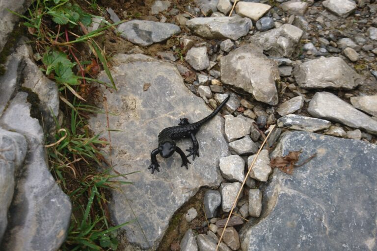 Alpensalamander auf dem Weg zur Gspaltenhornhütte