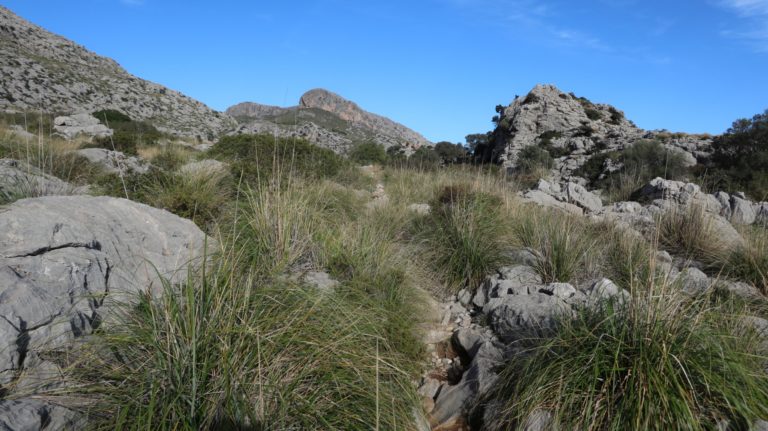 Wanderweg "mallorca-style": Cárritx (Dissgras) und Steinmännchen