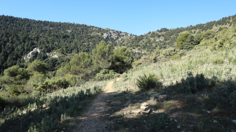 Weg in den Igel-Tannenwald