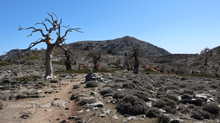 Alte Bäume vor dem Calar de Tolox