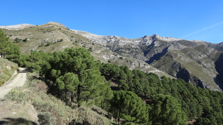 Forstweg zum Collado de la Monticara