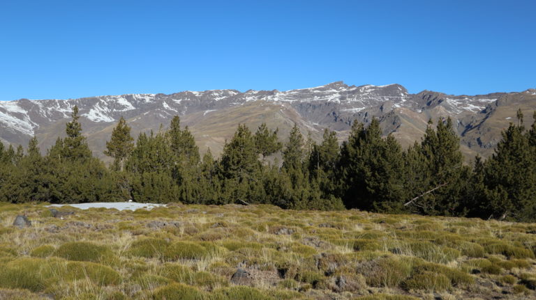 Blick über den Kiefernwald zum Pico del Veleta