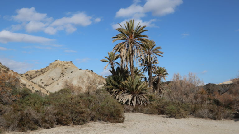 Die künstliche "Oase" (aus Lawrence von Arabien) im Rambla de Tabernas