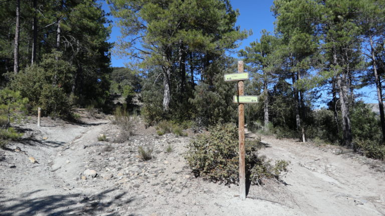 Beginn der Runde: Rechts mehrheitlich Forstweg, links ein schmaler Waldsteig