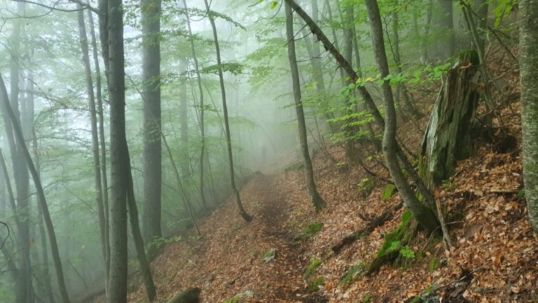 Der letzte Teil des Abstiegs führt durch Laubwald.