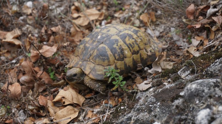 Freilebende Schildkröte im Wald unterhalb von Agia Triada