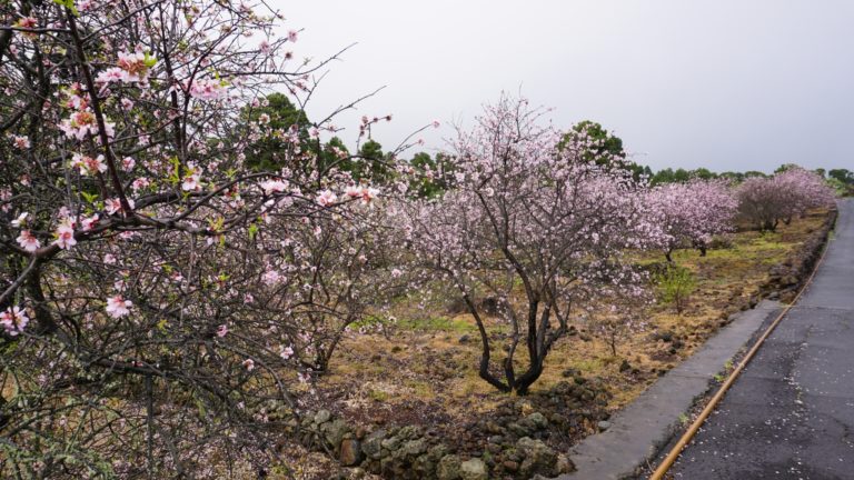 Blühende Mandelbäume bei Las Casas