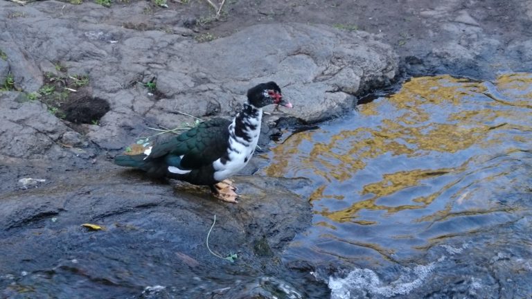 Ente im Barranco de los Cernícalos