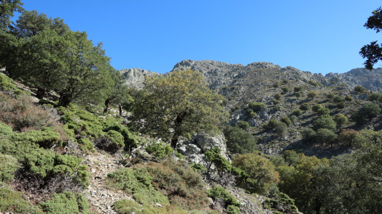 Mediterrane Hartlaubvegetation auf der Südseite von Samothraki