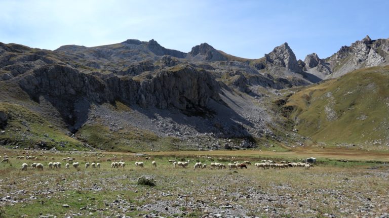 Auf der Hochebene Gryka e Panairit weiden Schafe.