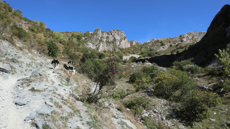 Den Abstieg nach Radomirë teilt man sich mit Kühen.