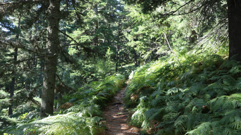 Die Tour beginnt im grünen Molika-Kiefernwald.