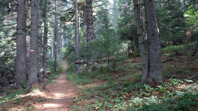 Rückweg von der Waldhütte nach Kopanki