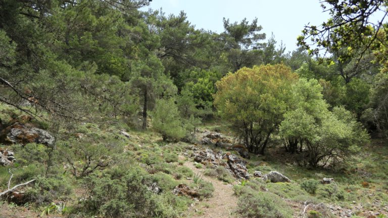 Gegen Ende verläuft der Weg im Wald.