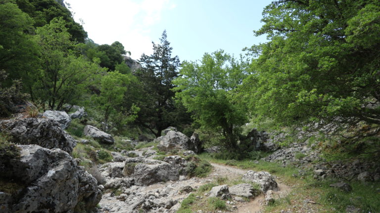 Im oberen Teil der Schlucht wächst viel Kreta-Ahorn.