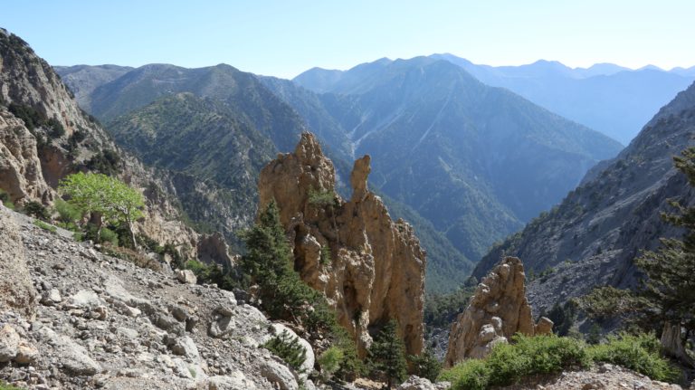 Hübsche Nadeln vor der Samaria-Schlucht