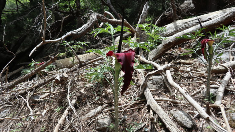 Bei Agios Niklaos wachsen viele Dracunculus vulgaris.