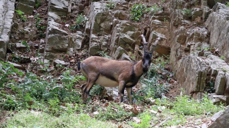 Der Steinbock fühlt sich wohl hier.