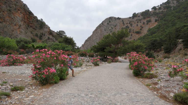 Rhododendron in Palea Agia Roumeli