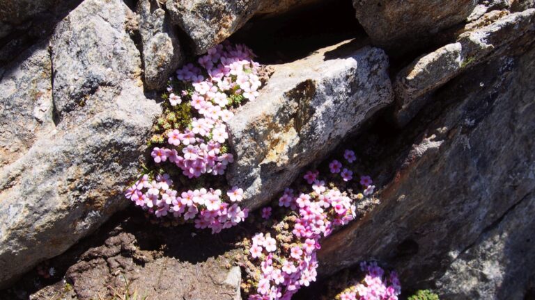 Alpen-Mannsschild (Androsace alpina)