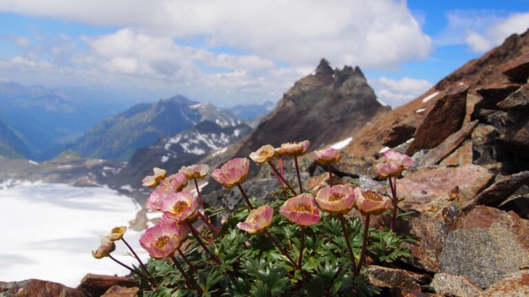 Gletscher-Hahnenfuss (Ranunculus glacialis)