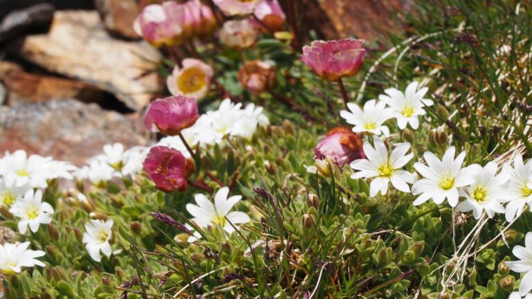 Roter Gletscher-Hahnenfuss (Ranunculus glacialis) und Alpen-Hornkraut (Cerastium alpinum)