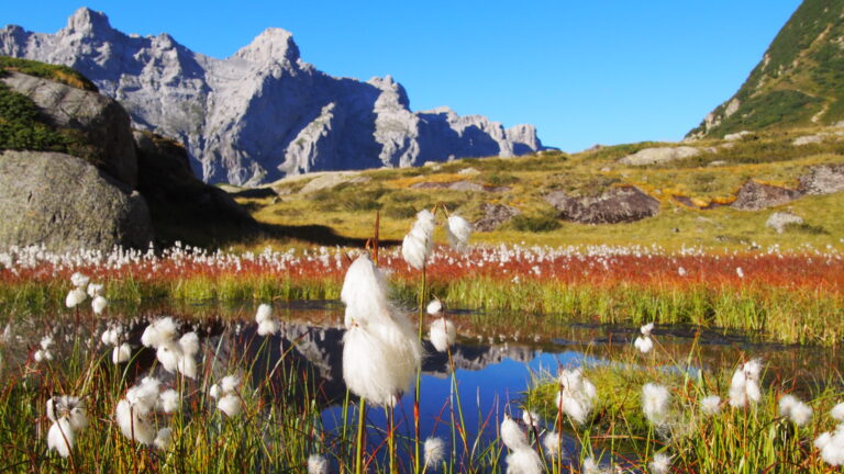 Obersee bei der Kröntenhütte - im Herbst entfaltet das Wollgras seine Pracht.