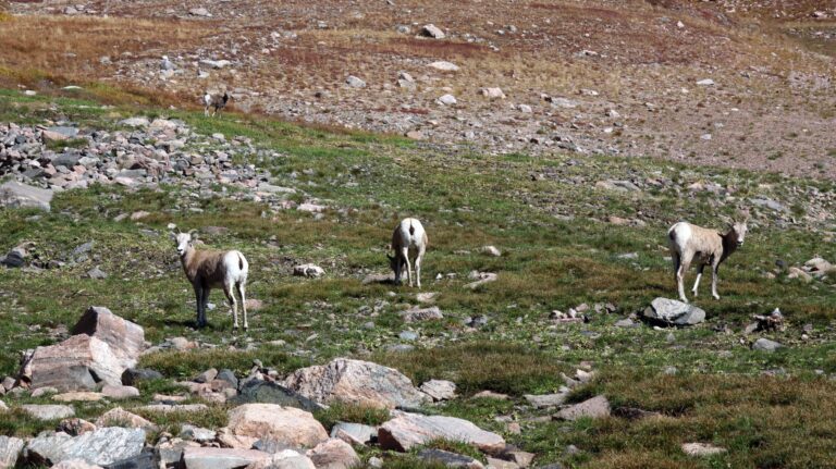 Bighorn Sheep Weibchen