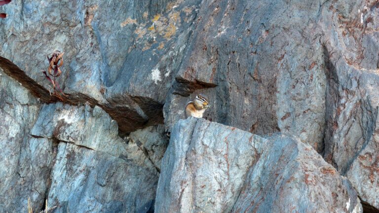 Die hyperaktiven Streifenhörnchen (Chipmunks) zu fotografieren ist gar nicht so leicht.