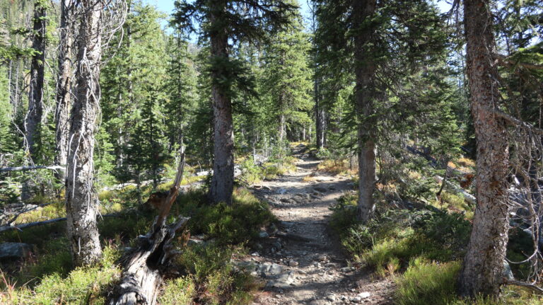 Nach dem Gold Creek Lake gehts im Nadelwald weiter.