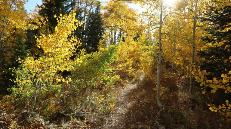 Am Abend leuchten die "aspen" besonders schön.