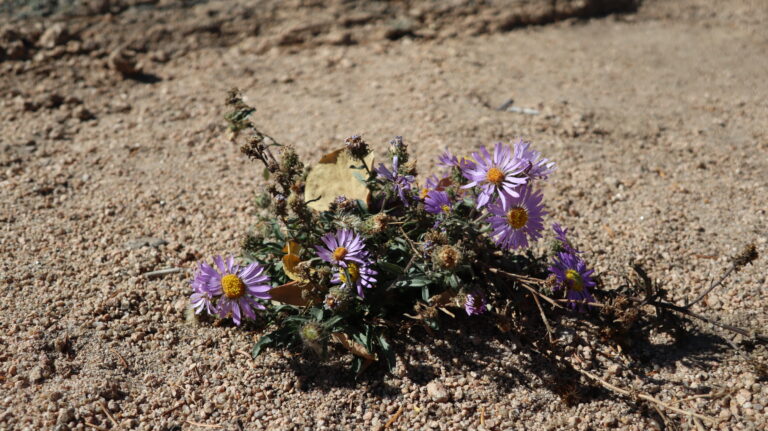 Aster - Frabtupfer in der ansonsten trockenen Landschaft