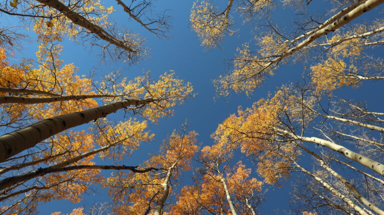 Besonders im Herbst ist der Wald schön.