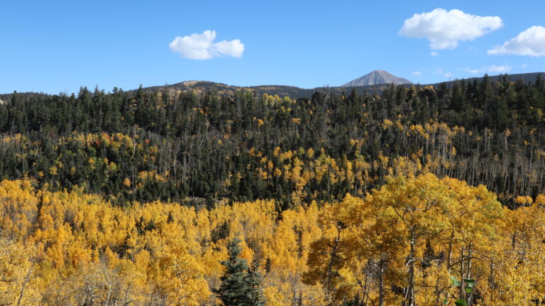 Aspen gold bei der Anfahrt zum Cucharas Pass