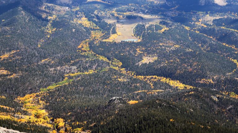 Die Herbstfärbung der Bäume bringt die Wälder Anfang Oktober zum Leuchten.