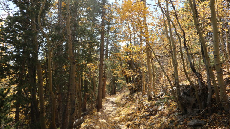 Im Laubwald nach der Lichtung